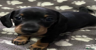 Miniature Dachshund dogs - Advert 5