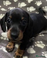 Miniature Dachshund dogs - Advert 3