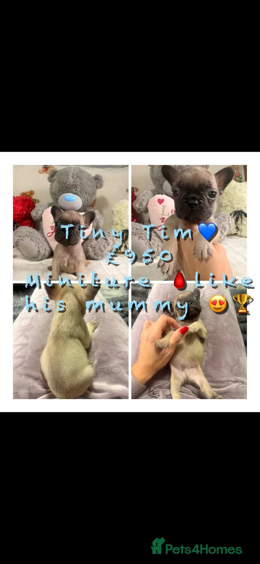 French Bulldog dogs for sale: 🏆 FRENCH BULLDOG 🏆 - Advert 2