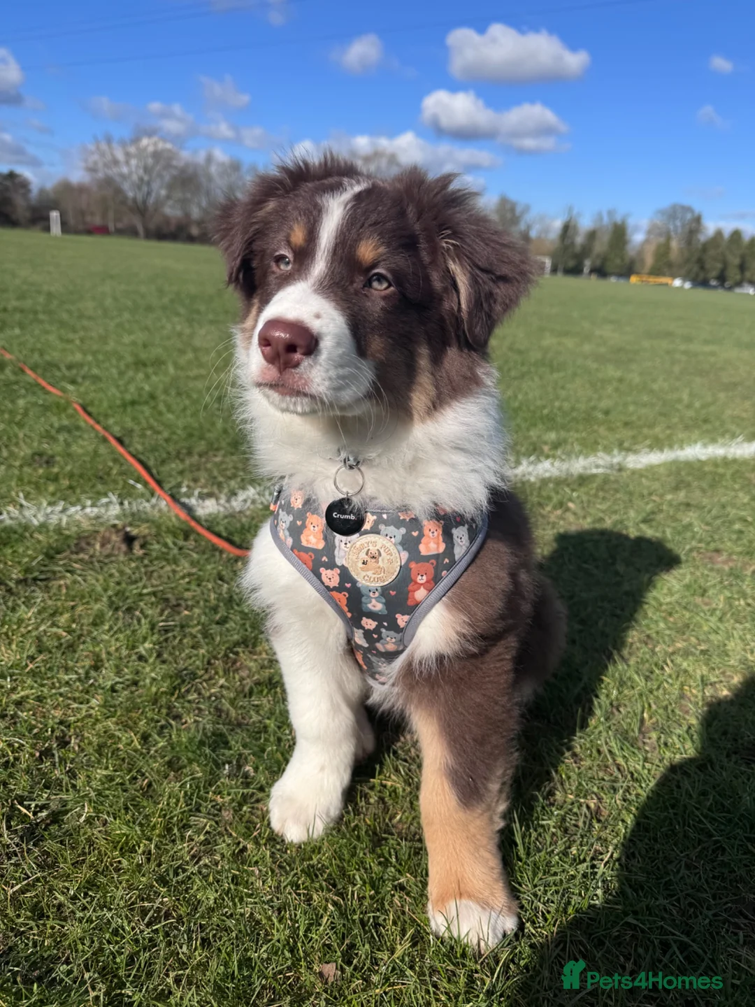 Australian Shepherd dogs for stud: Tri Red Australian Shepherd  in Bedford - Advert 12