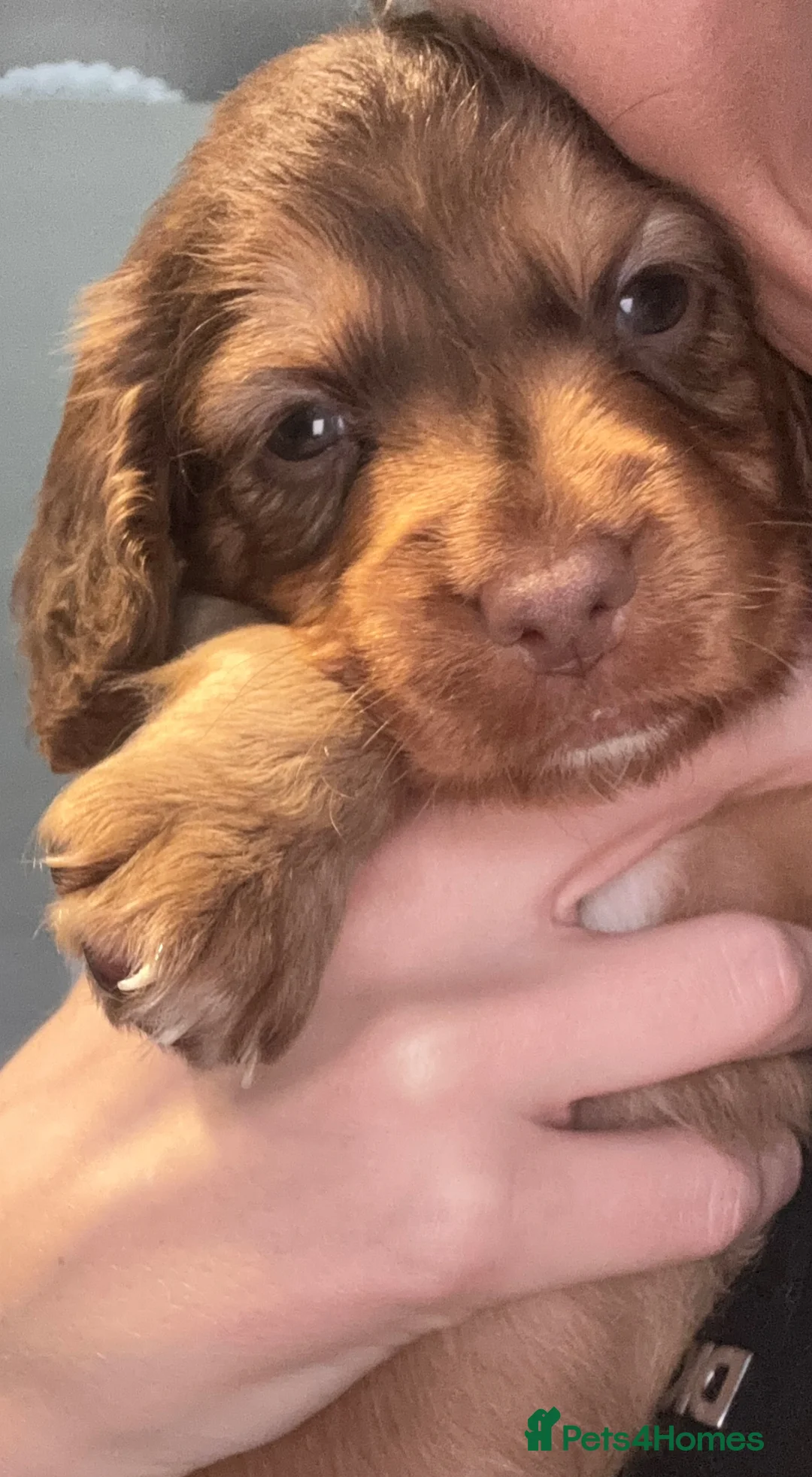 Cocker Spaniel dogs for sale: I have 2 beautiful girls left  - Advert 1