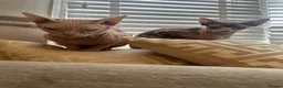 Sphynx cats for sale: Ready to leave now pink blue eyes Sphynx  - Advert 18