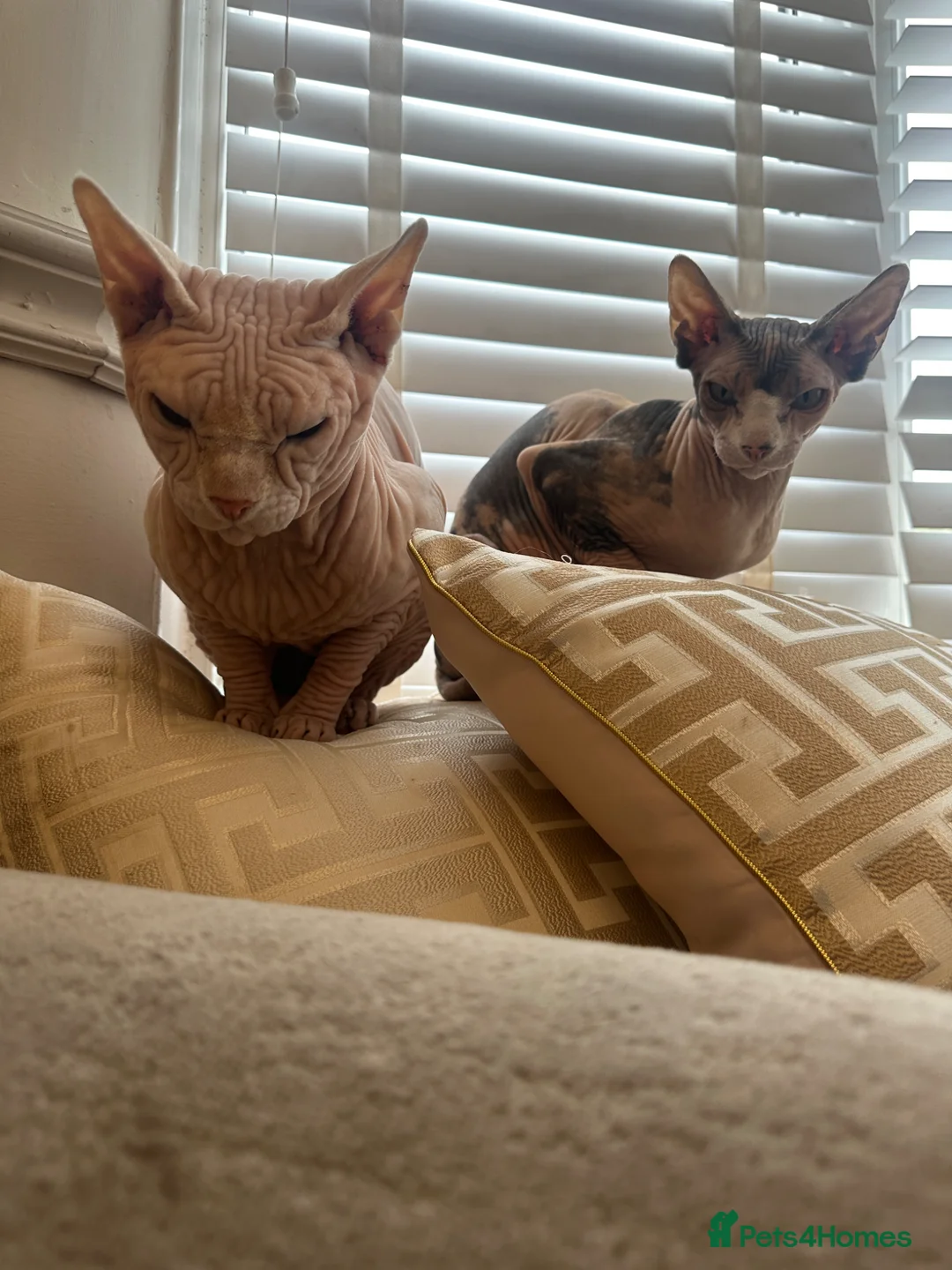 Sphynx cats for sale: Ready to leave now pink blue eyes Sphynx  - Advert 18