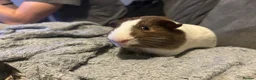 Guinea Pig rodents for sale: guinea pigs in Bodmin - Advert 6