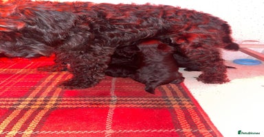 Miniature Schnauzer dogs - Advert 11