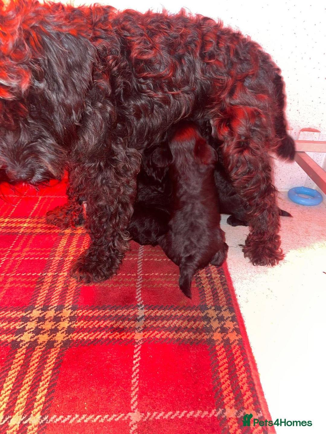 Miniature Schnauzer dogs for sale: KC Pedigree Mini Schnauzer - Image 3