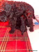 Miniature Schnauzer dogs - Advert 1