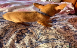 Chihuahua dogs for sale: ONLY 4 LEFT! Chihuahuas £650-£700 “Boys & Girls’ - Image 11