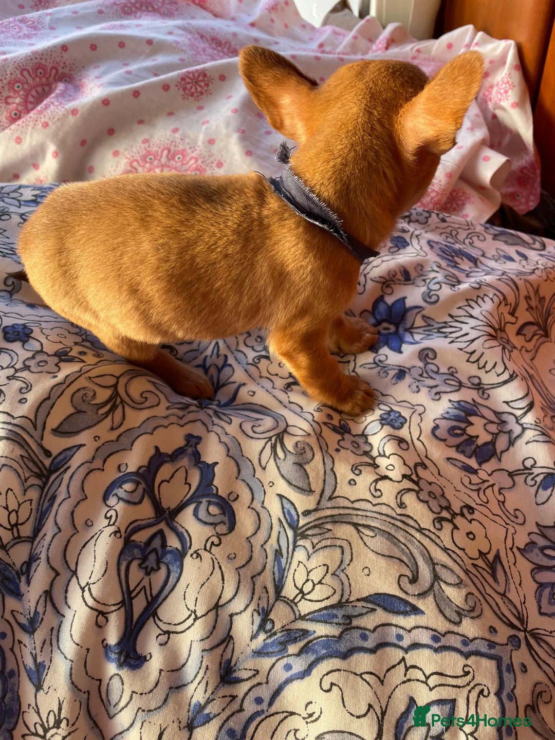 Chihuahua dogs for sale: ONLY 4 LEFT! Chihuahuas £650-£700 “Boys & Girls’ - Image 11