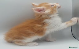 Maine Coon cats for sale: Full pedigree Maine coon  - Image 8