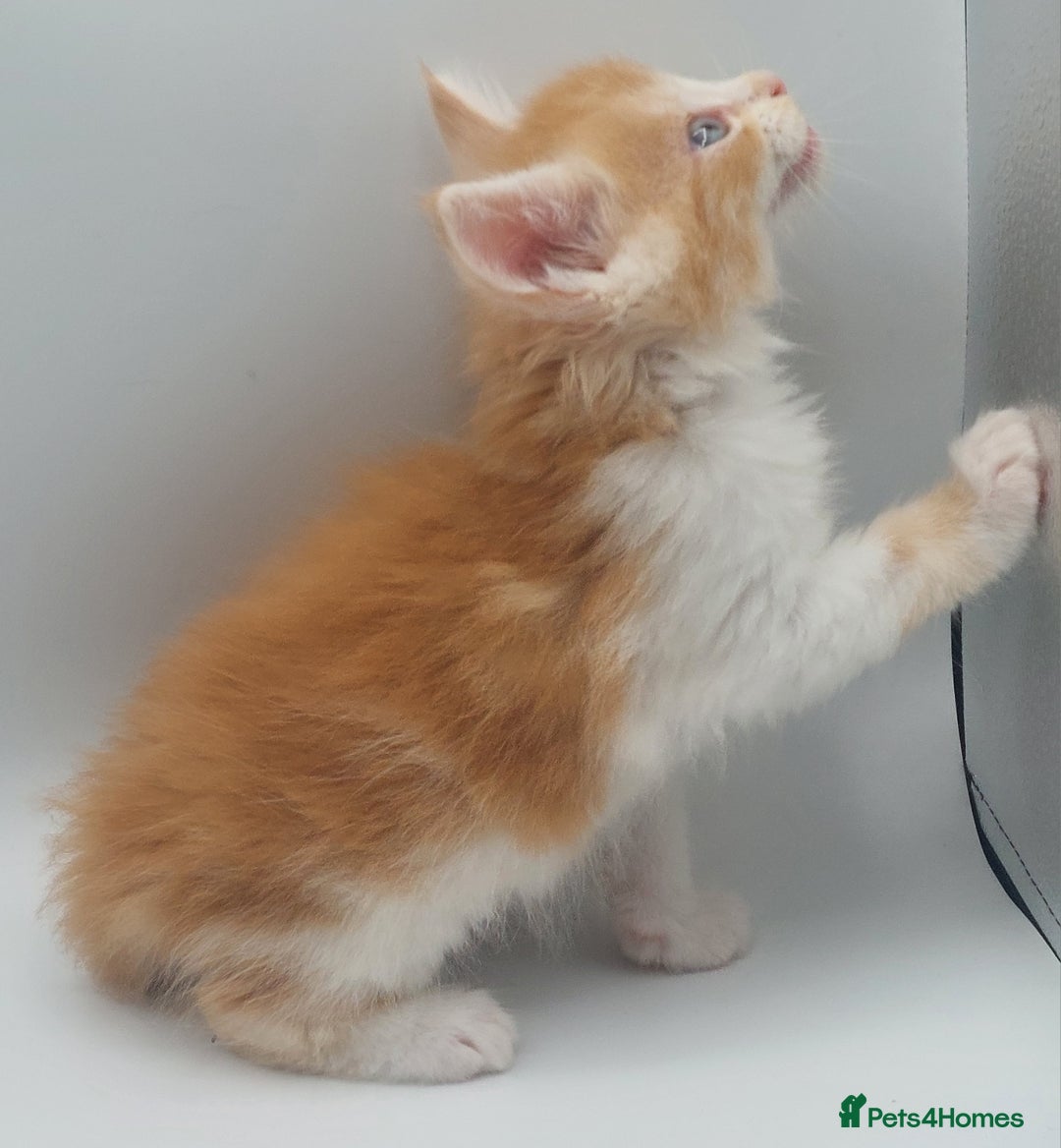 Maine Coon cats for sale: Full pedigree Maine coon  - Image 8