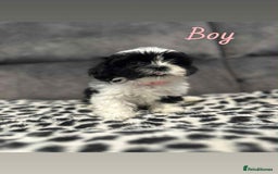 Shih Tzu dogs for sale: 🩷 Beautiful Shitzu Puppies 🩷 - Image 22