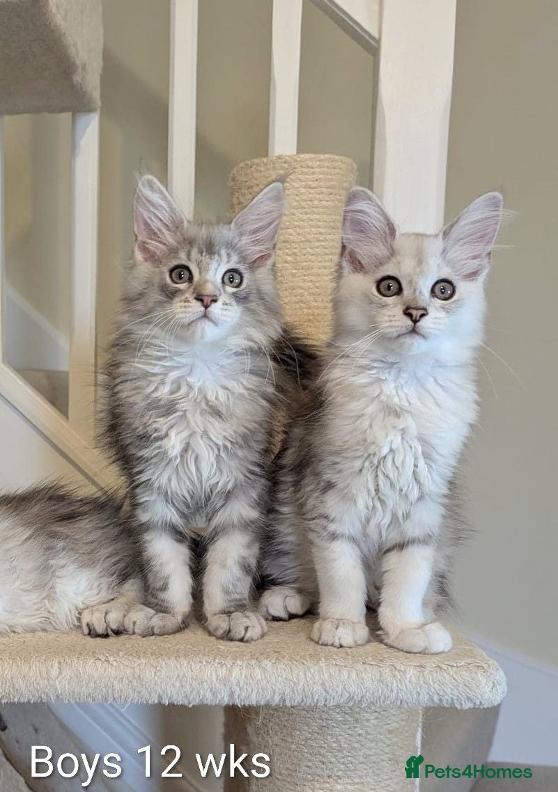 Maine Coon cats Shaded Maine Coon Kittens  - Advert 2