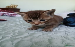 Oriental cats for sale: 4 girls 1 boy - Image 7