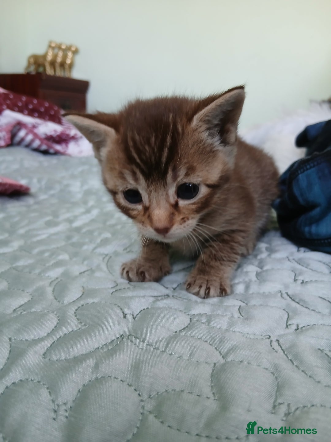 Oriental cats for sale: 4 girls 1 boy - Image 7