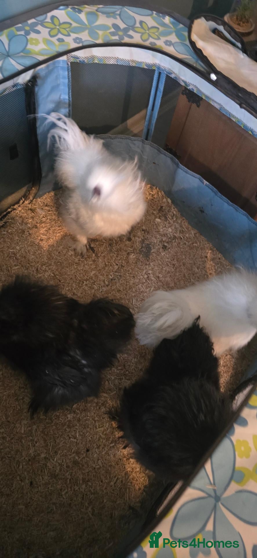 Chickens poultry 4 gorgeous silkie cockerels! - Advert 2