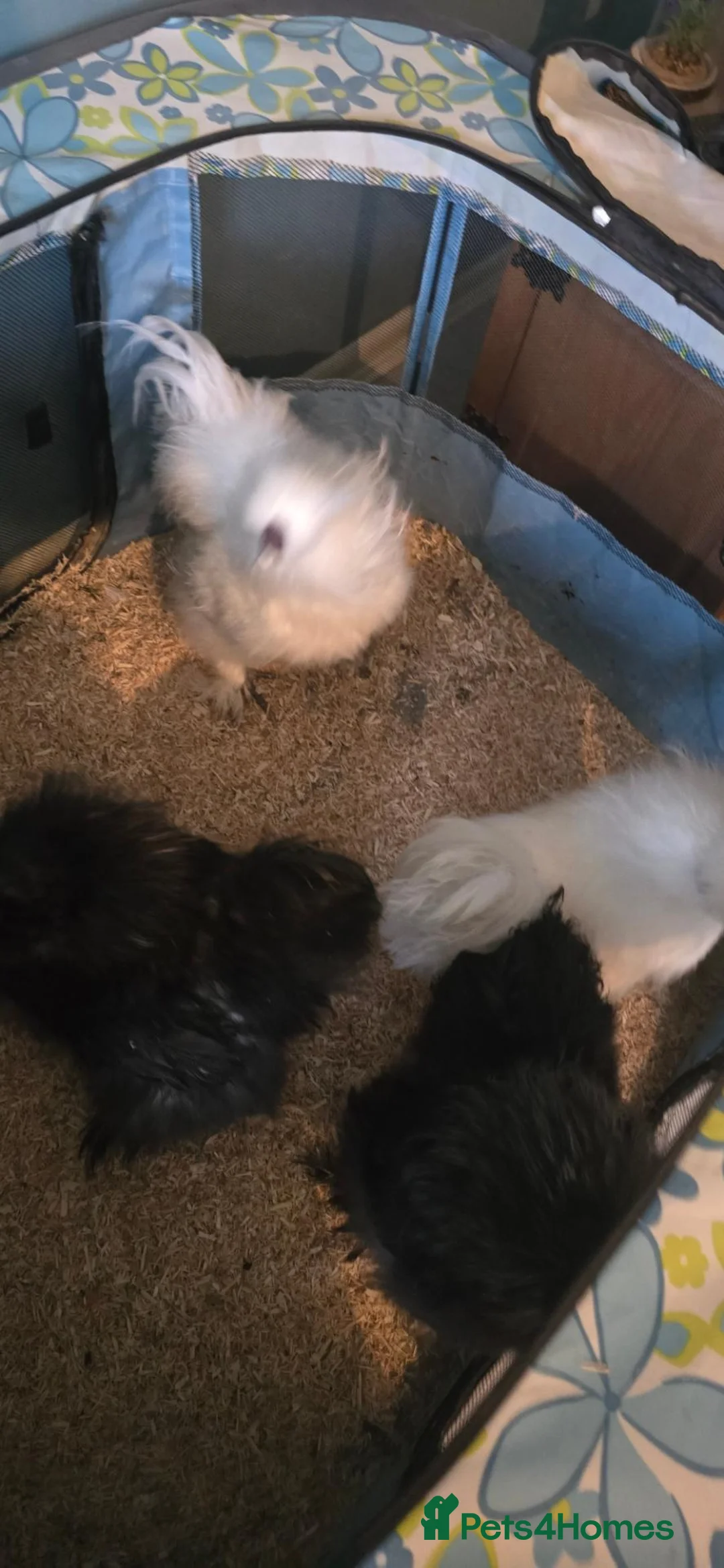 Chickens poultry for sale: 4 gorgeous silkie cockerels! - Advert 2