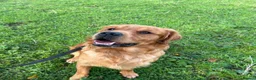 Golden Retriever dogs for stud: Bailey Golden Retriever available for Stud  - Advert 1