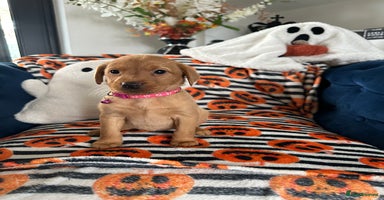 Labrador Retriever dogs - Advert 10