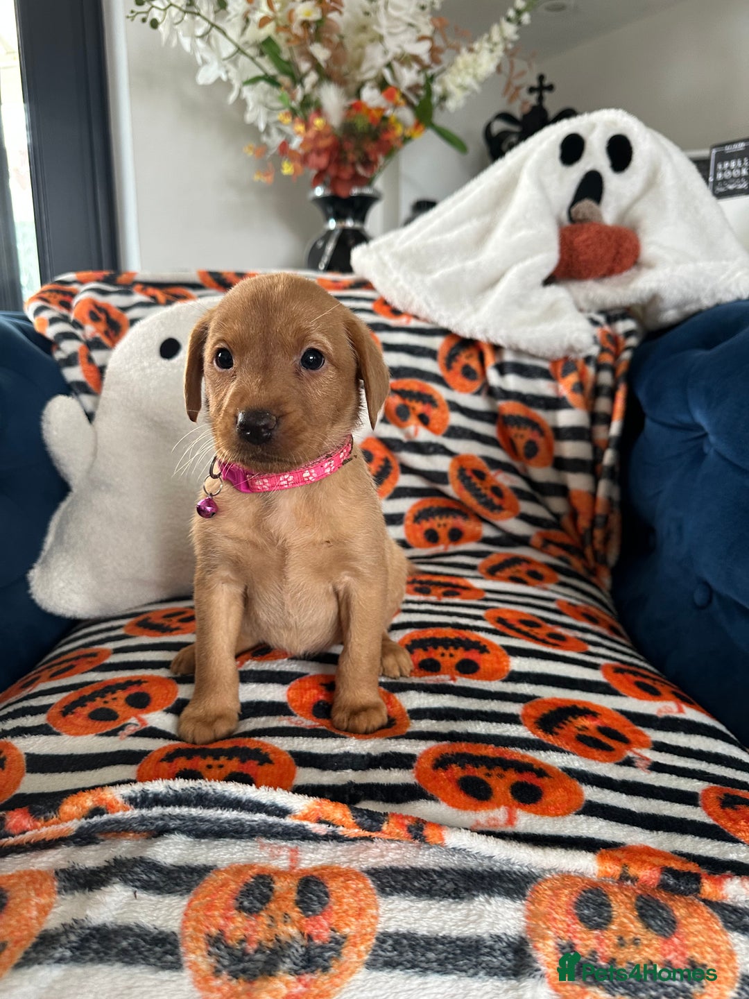 Labrador Retriever dogs for sale: Beautiful fox red Labrador pups - Image 3