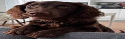 American Cocker Spaniel dogs for sale: CHOCOLATE COAT - AMERICAN WATER SPANIEL  in Liverpool - Advert 2