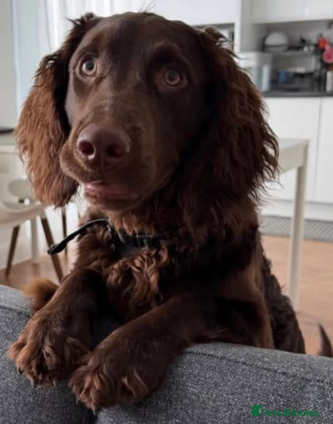 American Cocker Spaniel dogs for sale: CHOCOLATE COAT - AMERICAN WATER SPANIEL  in Liverpool - Advert 2