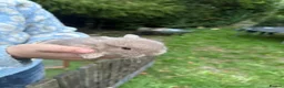 English Lop rabbits for sale: Beautiful lop babies ready in 2 weeks - Advert 7