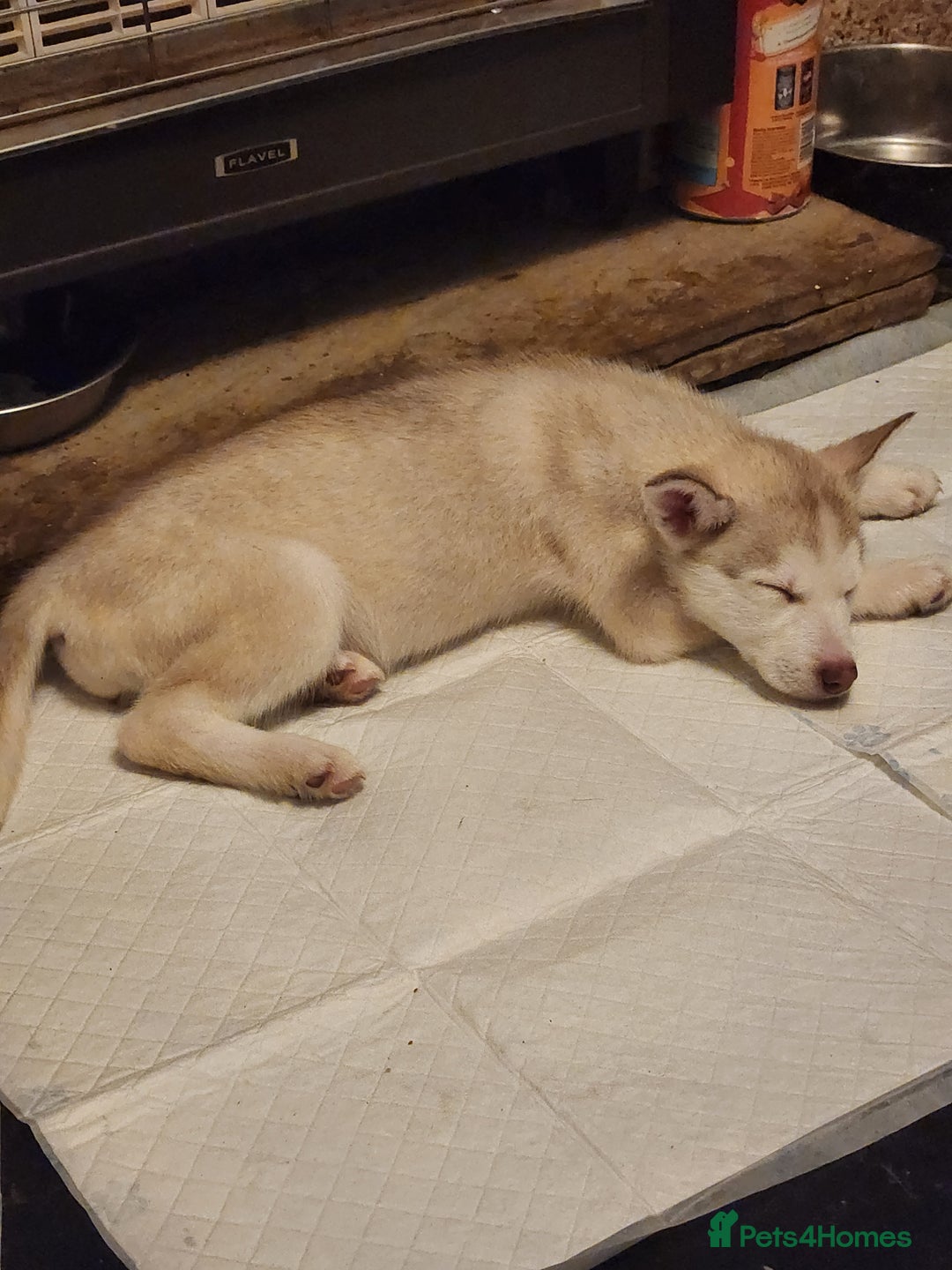 Siberian Husky dogs for sale: 5 beautiful siberian huskies left for forever home - Advert 14