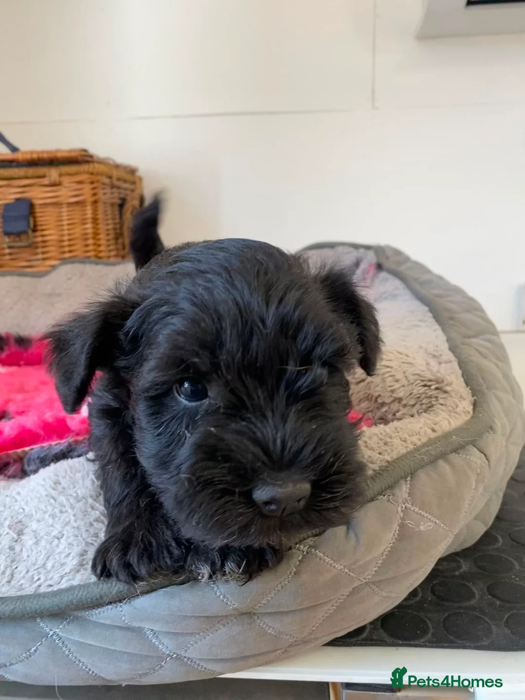 Miniature Schnauzer dogs for sale: KC Black Miniature schnauzers  - Advert 7