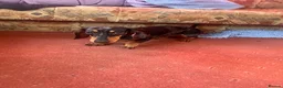 Miniature Dachshund dogs for sale: Miniature datchsund  - Advert 2