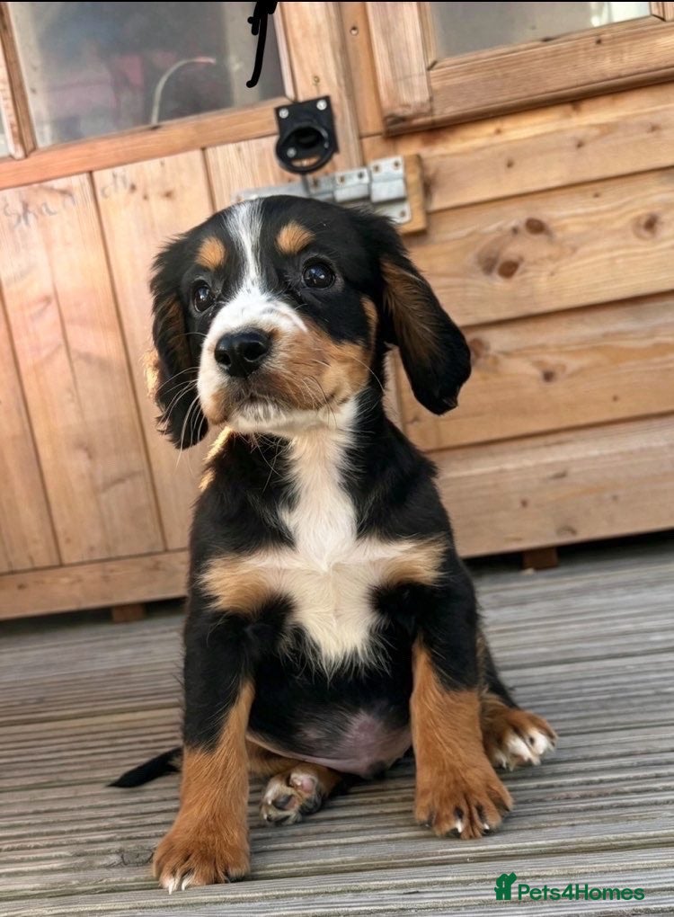 Cocker Spaniel dogs 🏡cocker spaniel puppies🏡 - Advert 2