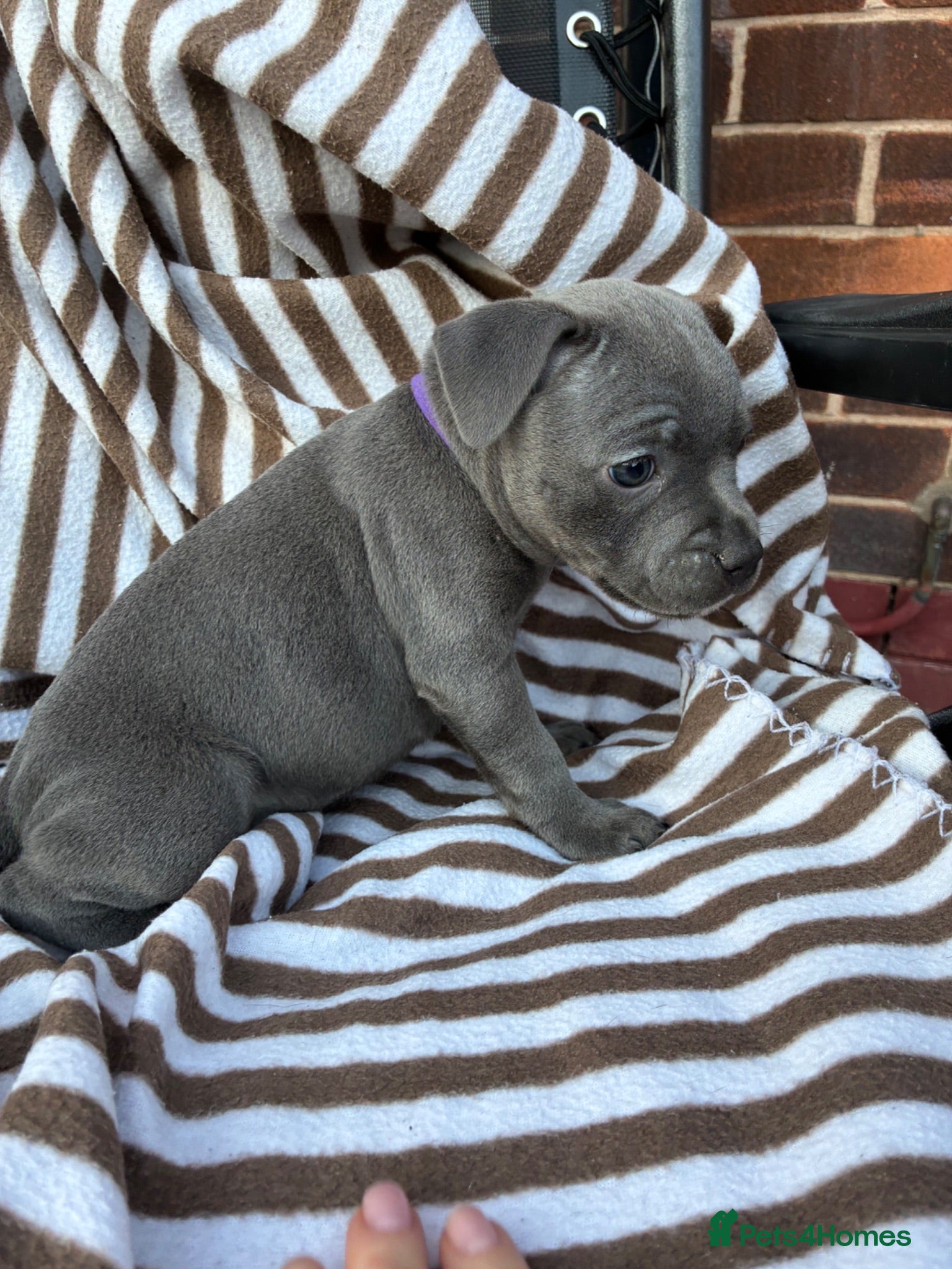 Staffordshire Bull Terrier dogs 💙KC Registered Blue Staffie Puppies💙 - Advert 2