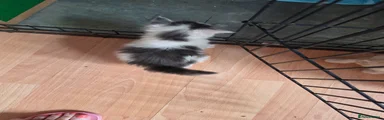 Maine Coon 2