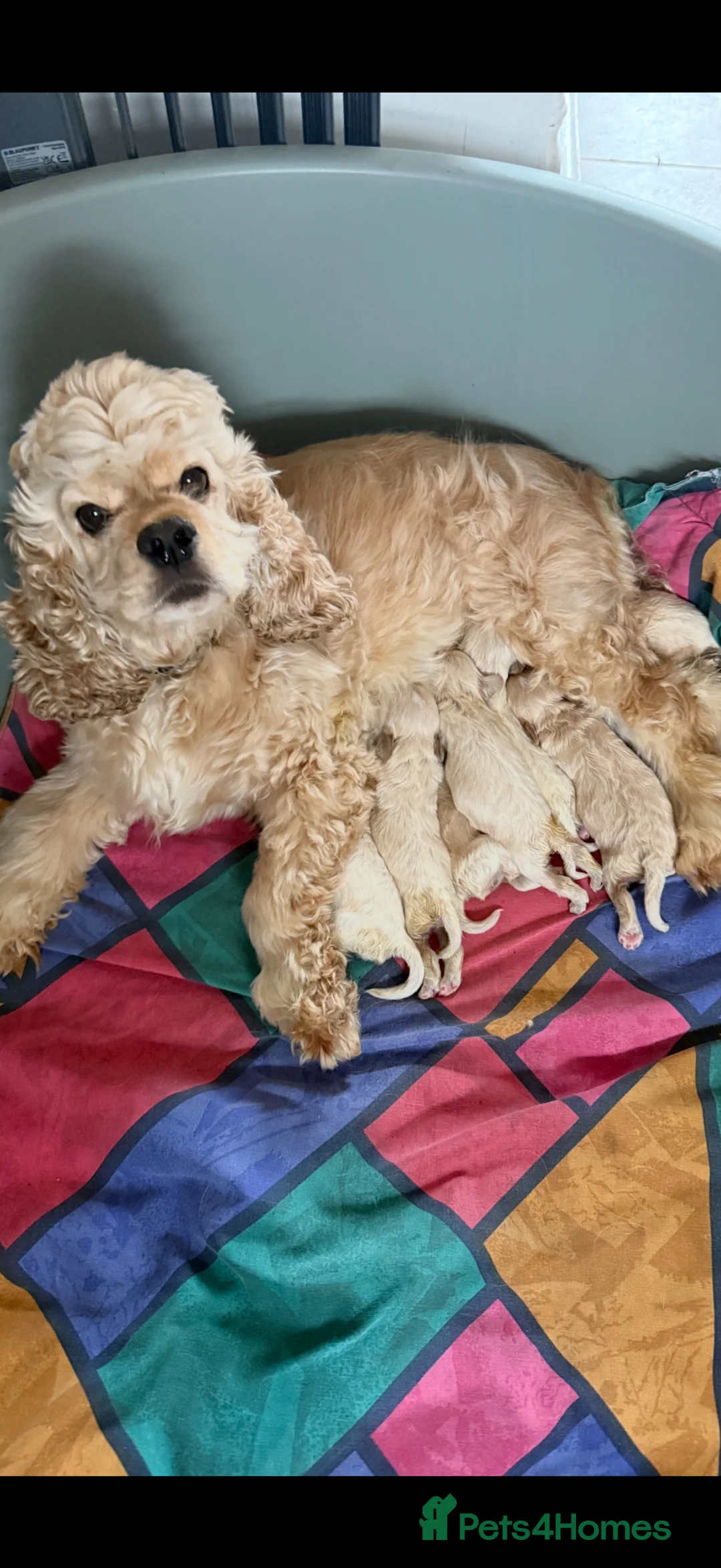 Cockapoo dogs for sale: Beautiful friendly cockapoo puppies  - Advert 12