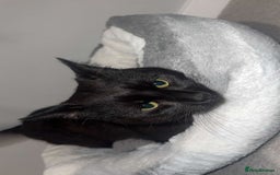 Bombay cats for sale: Urgent Bombay cat for sale  - Image 3
