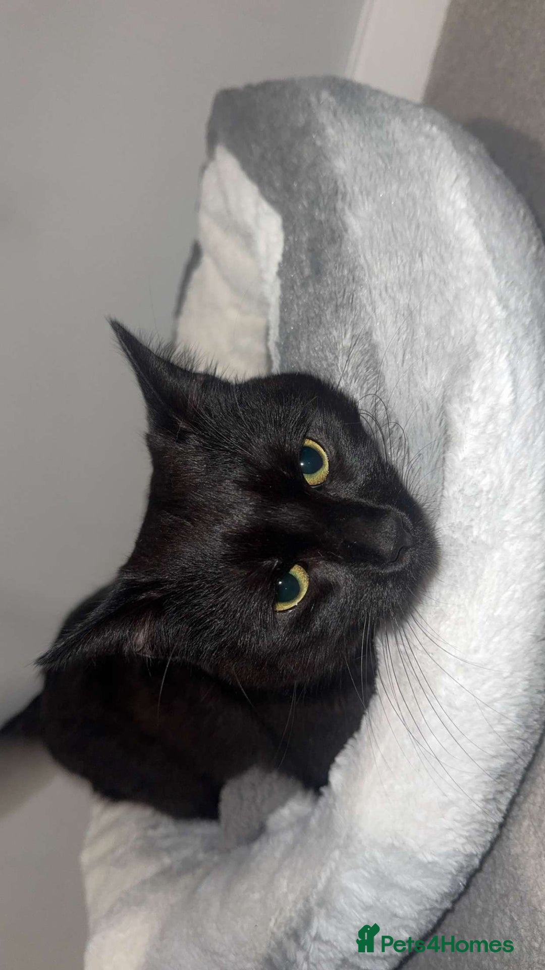 Bombay cats for sale: Urgent Bombay cat for sale  - Image 3