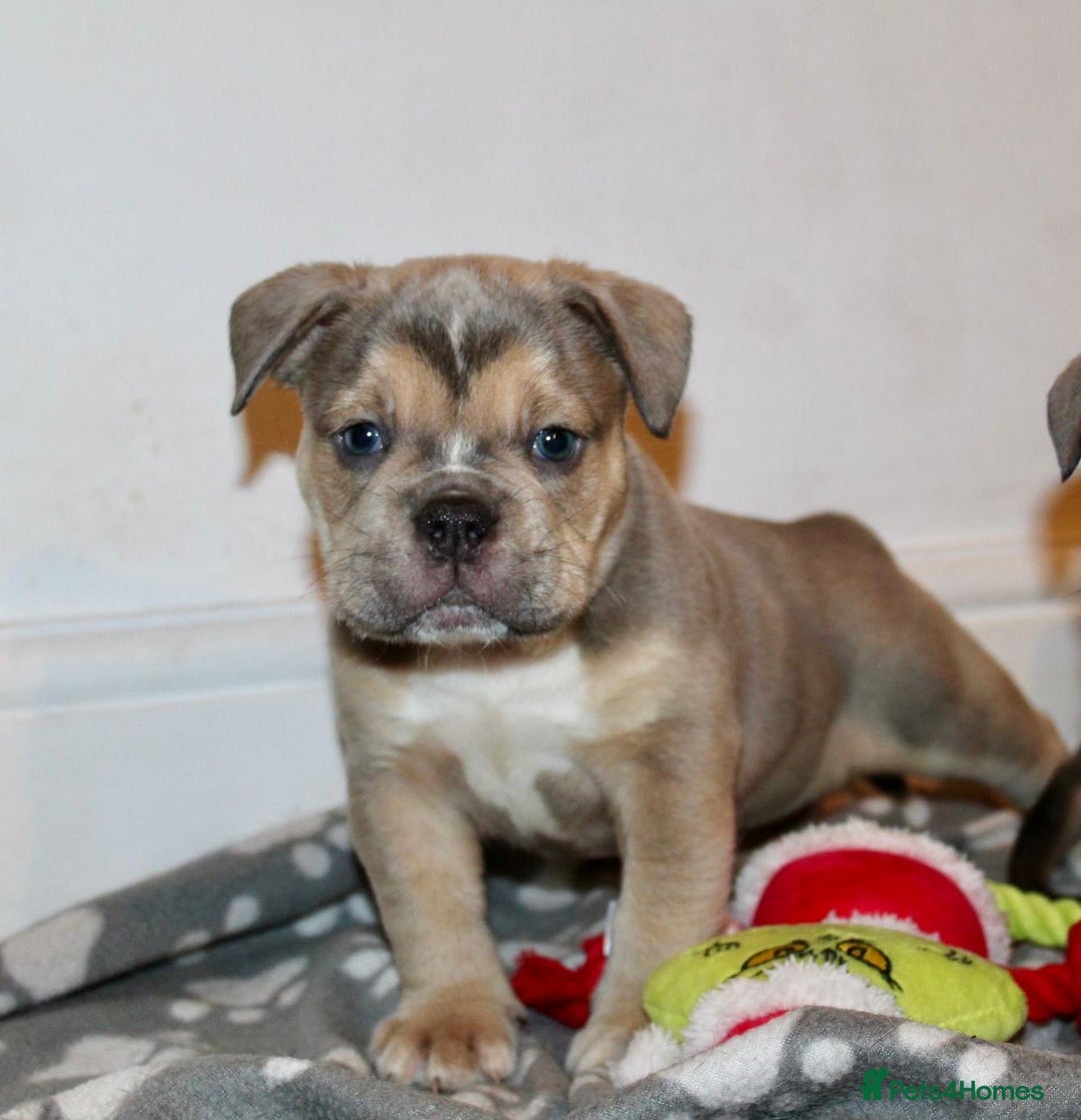 Olde English Bulldogge dogs for sale: Stunning Olde English Bulldog puppies - Advert 6