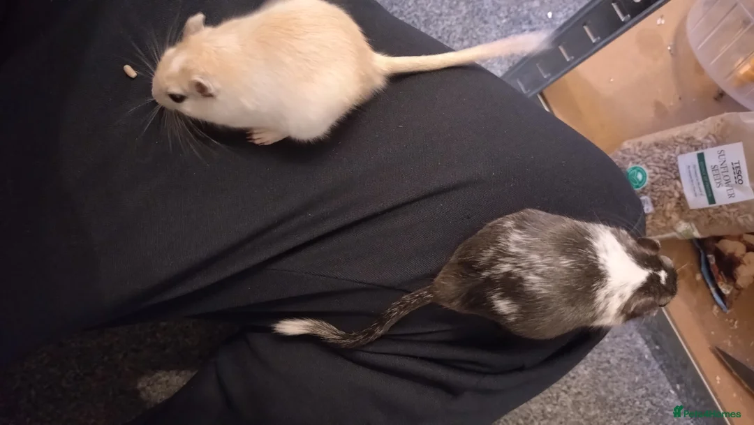 Gerbil rodents for sale: 2 male gerbils looking for new home in Great Yarmouth - Advert 6