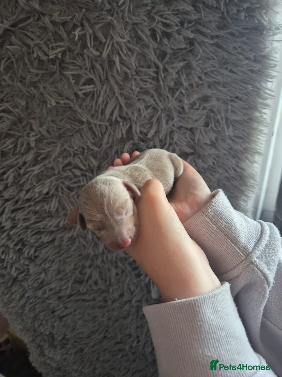 Dachshund dogs for sale: Beautiful dachshund puppies  - Image 8