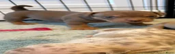 American Bully dogs for sale: Lucci vs Gr CH McLovin pups  - Advert 12