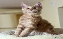 Maine Coon cats for sale: Last Ginger Boy Pure Mainecoon! - Image 34