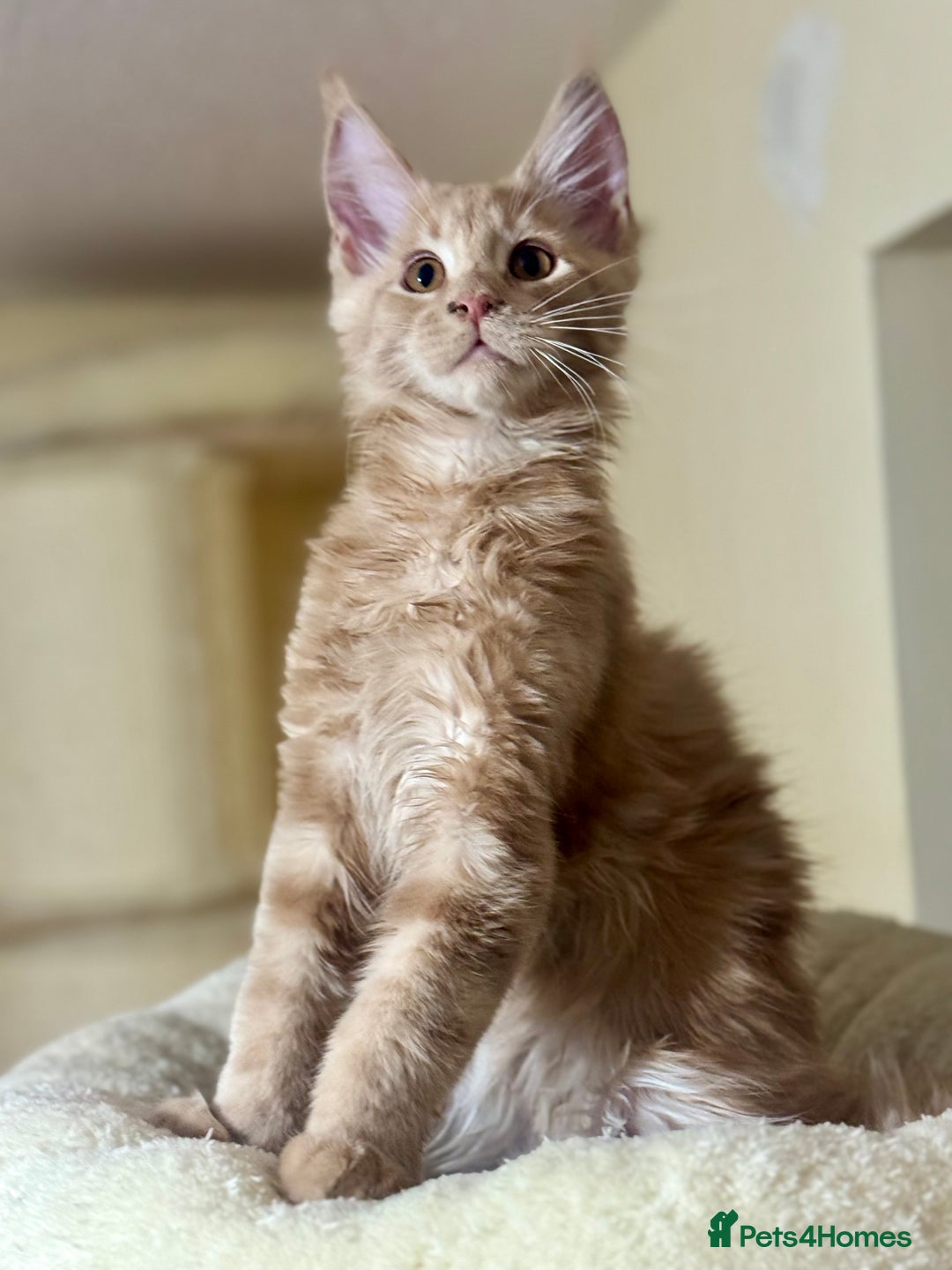 Maine Coon cats for sale: Last Ginger Boy Pure Mainecoon! - Image 34