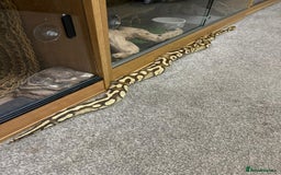 Python Snake reptiles for sale: Male royal python - Image 8