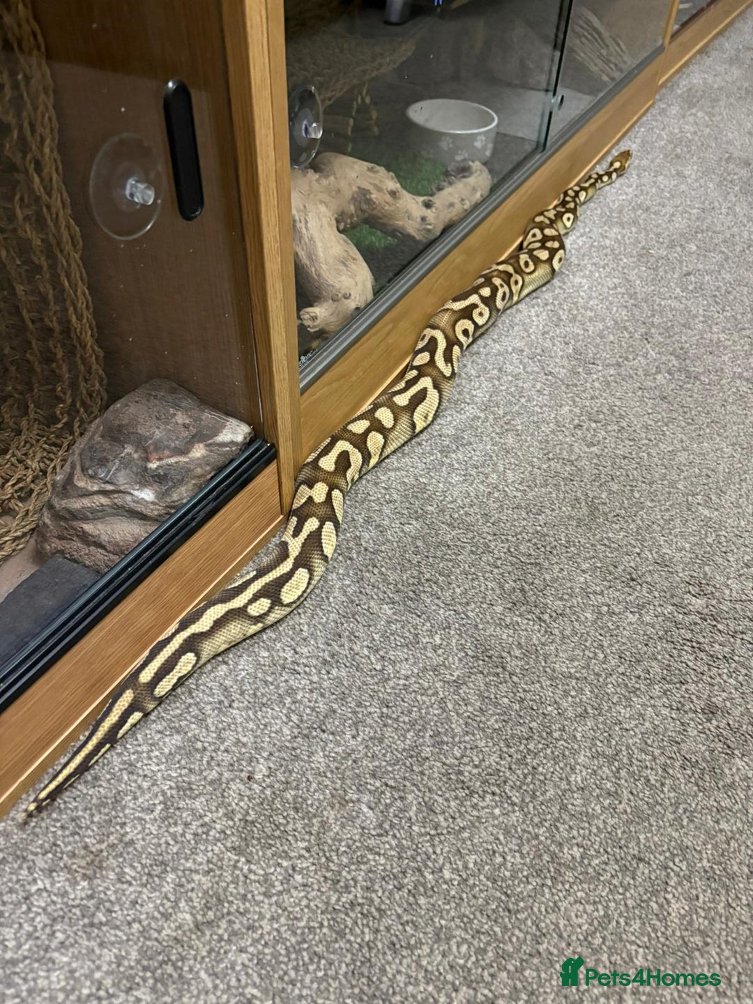 Python Snake reptiles for sale: Male royal python - Image 8