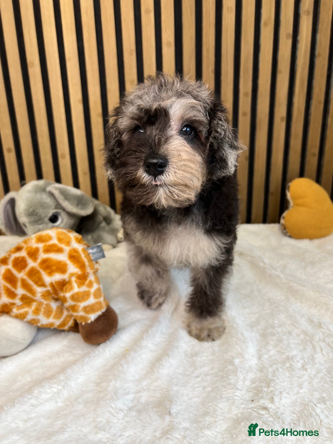 Mixed Breed dogs for sale: Stunning Mini toy Schnoodle puppy male  - Advert 6