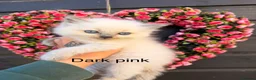 Ragdoll cats for sale: 4 Female Purebred Blue Point & Blue Mitted Ragdoll - Advert 4