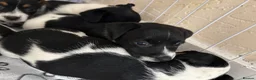 Jack Russell dogs for sale: 8 tradational Jack Russell puppys  - Advert 30
