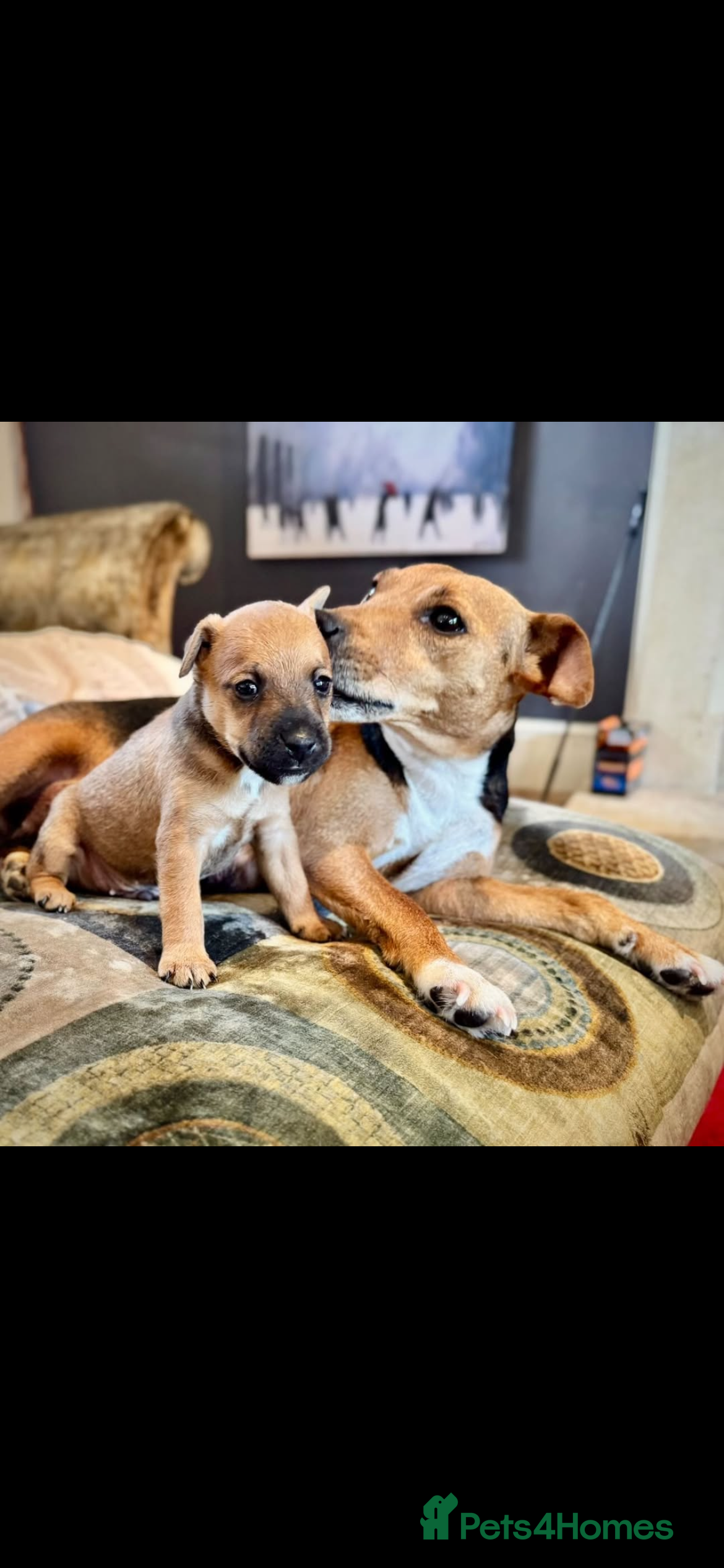 Mixed Breed dogs Adorable patterjack/Lakeland puppies - Advert 1