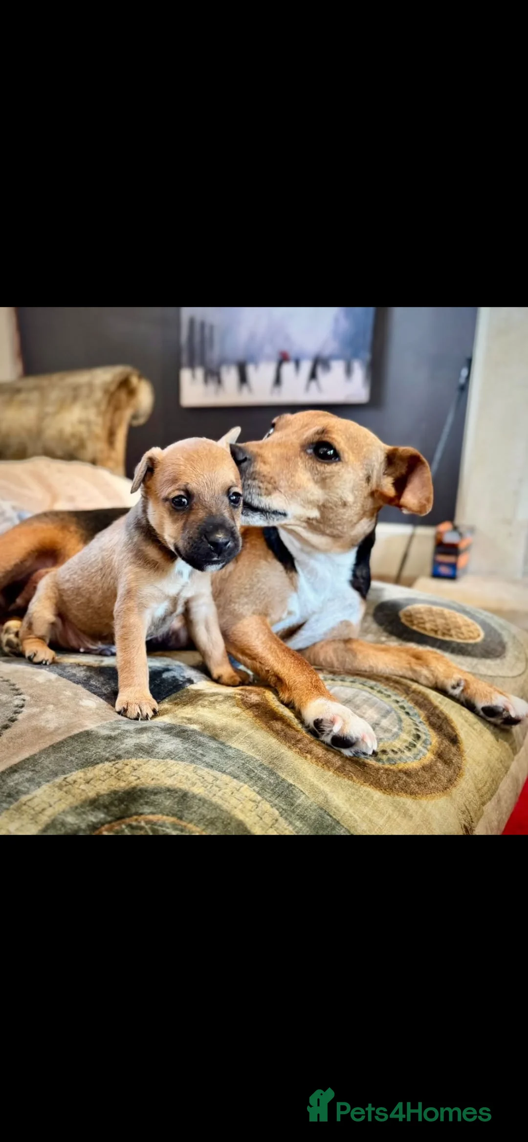 Mixed Breed dogs for sale: Adorable patterjack/Lakeland puppies - Advert 1