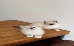 Ragdoll cats for sale: REDUCED * Pedigree Ragdoll Kittens READY TO GO!!! - Image 11